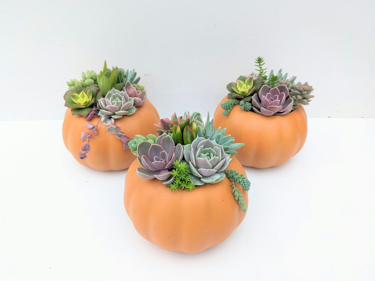 Thanksgiving Centrepiece Workshop (Succulent Pumpkins!)