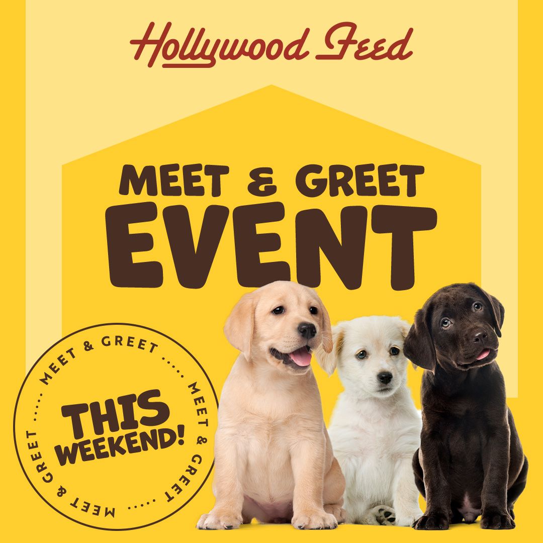 Ricoh Pet Recovery Adoption Event at Hollywood Feed Dublin