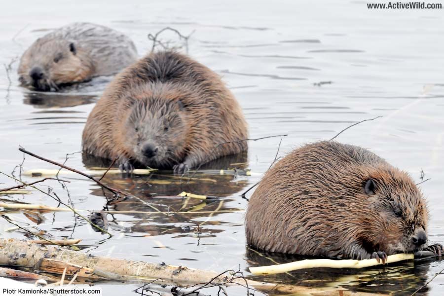 Balancing Beavers: Discussing the Benefits and Challenges of Living with Nature\u2019s Engineers