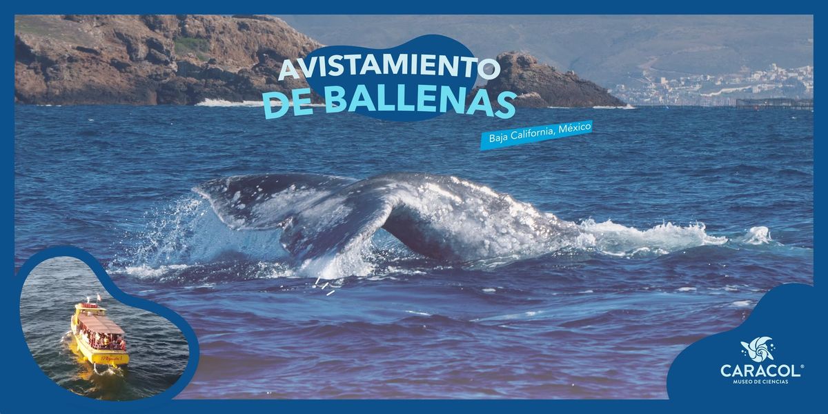 Avistamiento de ballenas x #MuseoCaracol \ud83d\udc0b