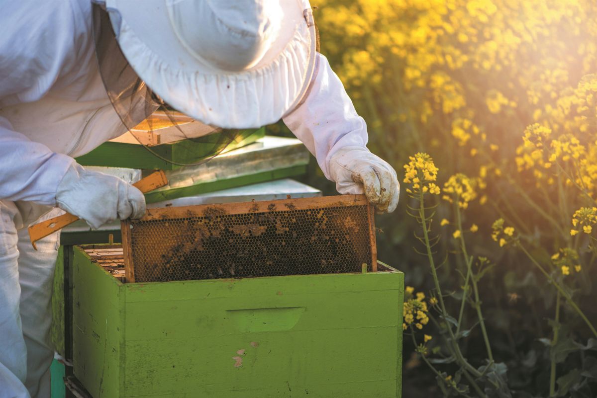 Beekeeping Workshop