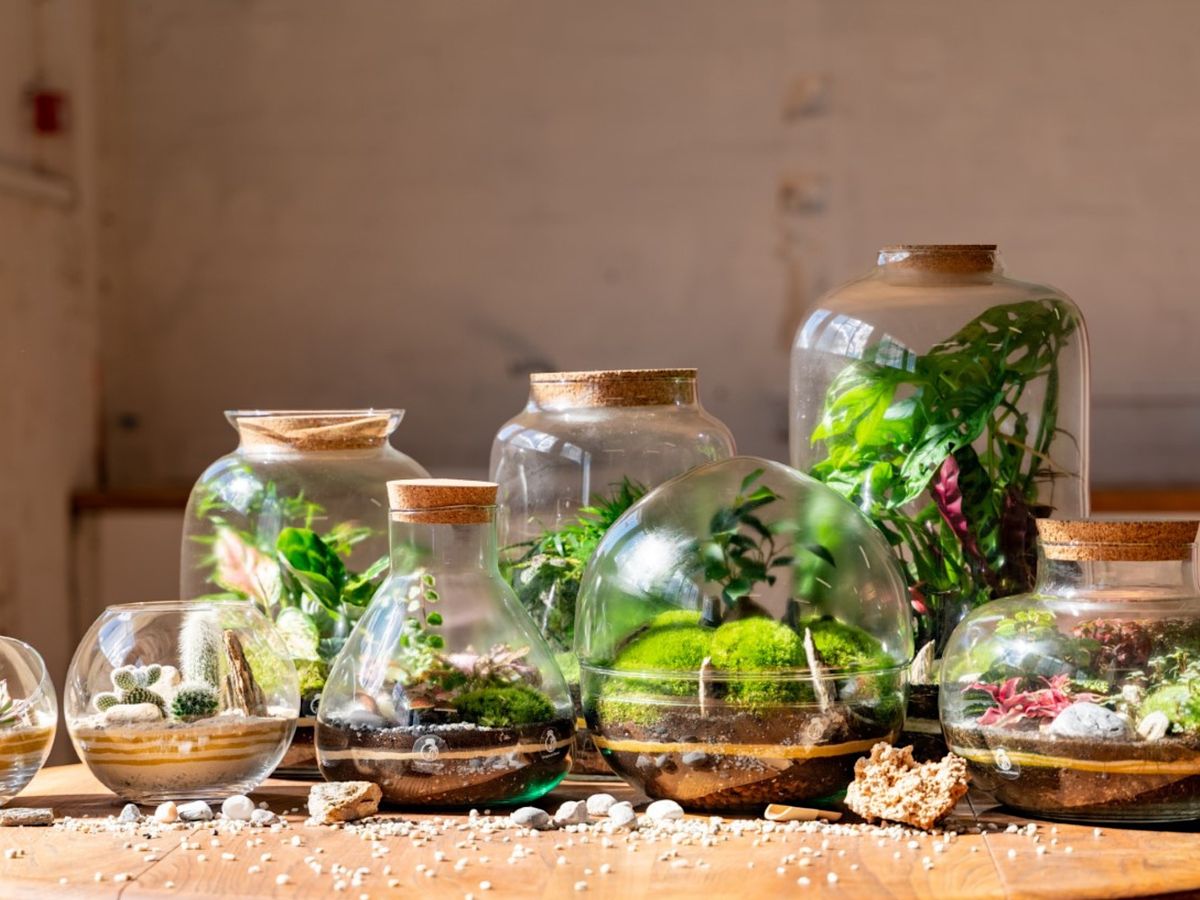 Make your own Terrarium with Tropical Glass London, N22 6AG, London, 8