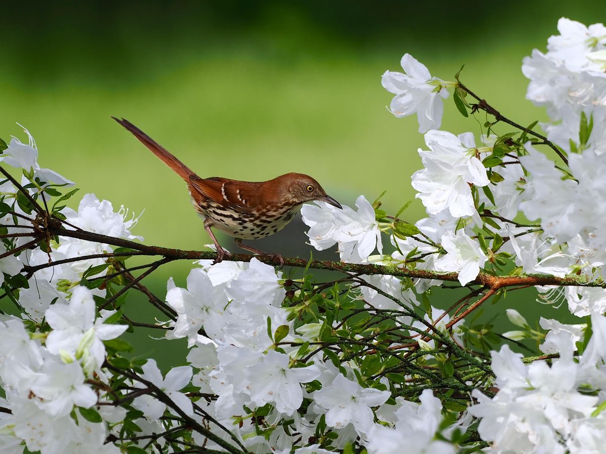 Wednesday Spring Outside Wednesday Evening Spring Migration Bird Walk Series, Central Park, New ...