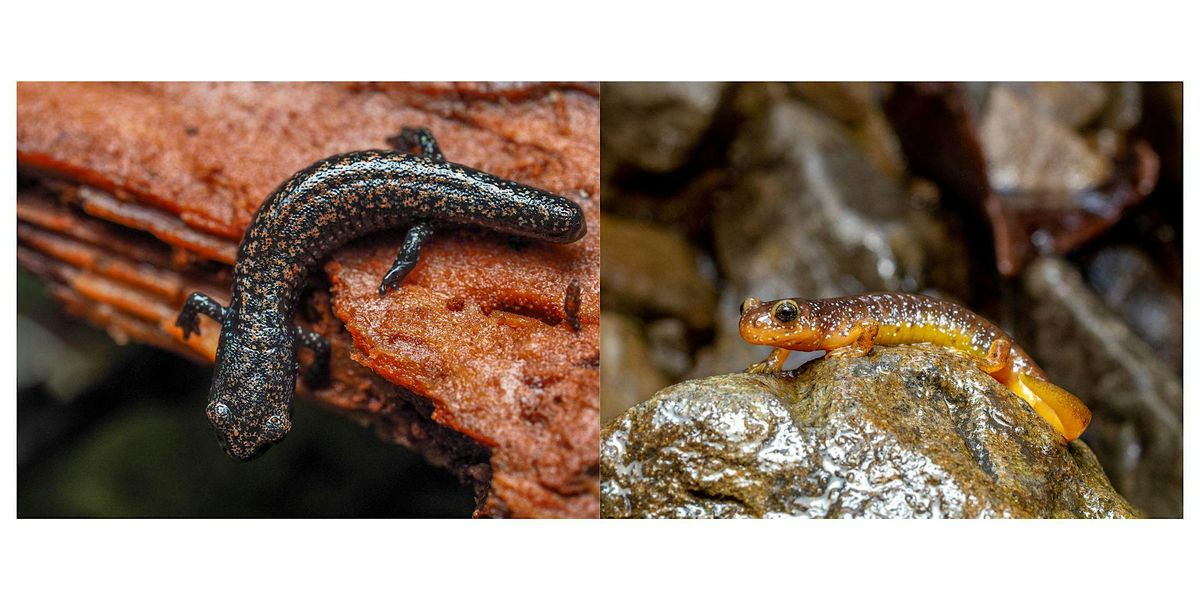 Ecology Tap Talk: Salamanders!