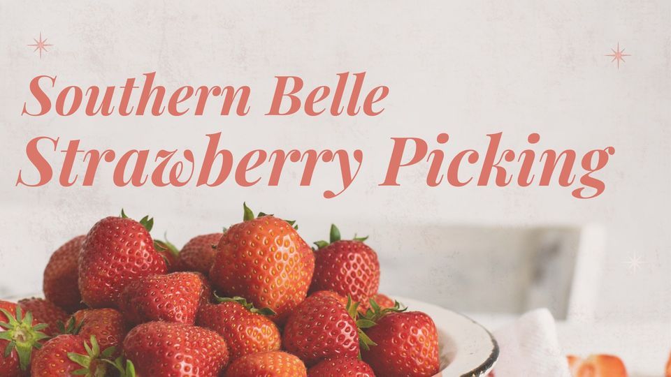 Strawberry Picking at Southern Belle Farms ? , Southern Belle Farm
