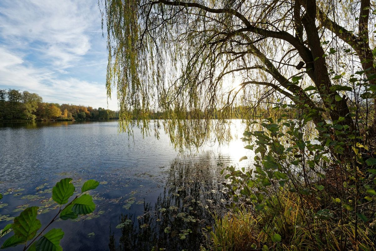 WILLOW: Listening and Sensing the Salix--A somatic field day in celebration of National Public Lands Day with Lapis Sky \u2014 The Lands Council