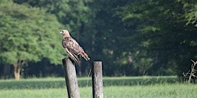 Birding at Burden October 2024