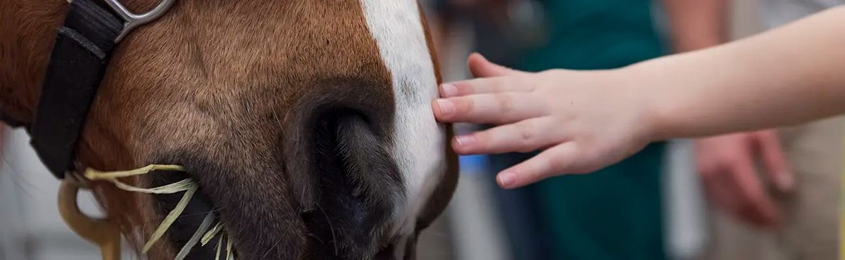 The Purdue Veterinary Medicine Open House