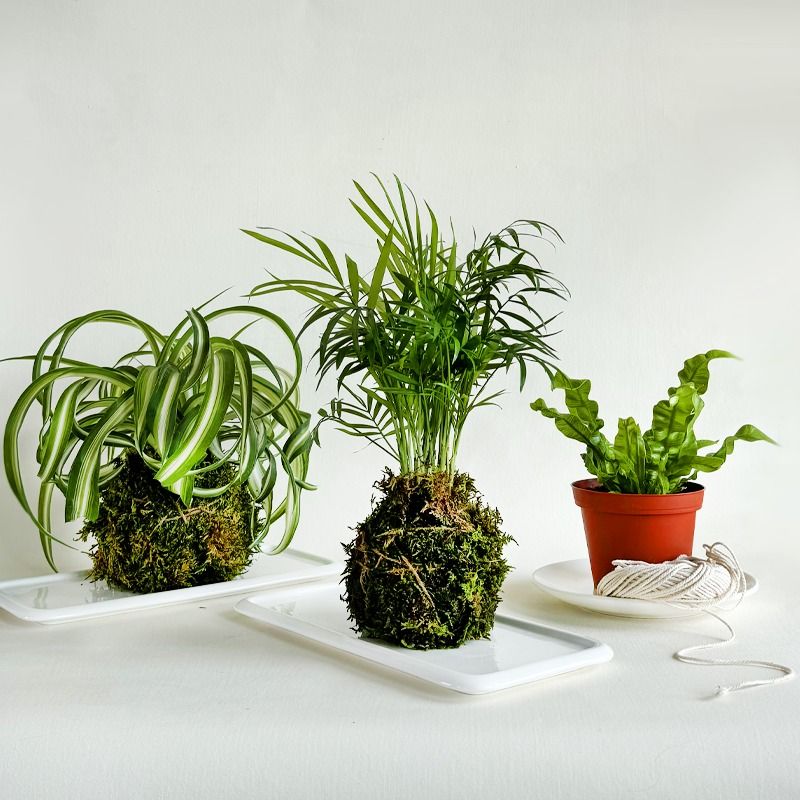 Kokedama Planting Workshop