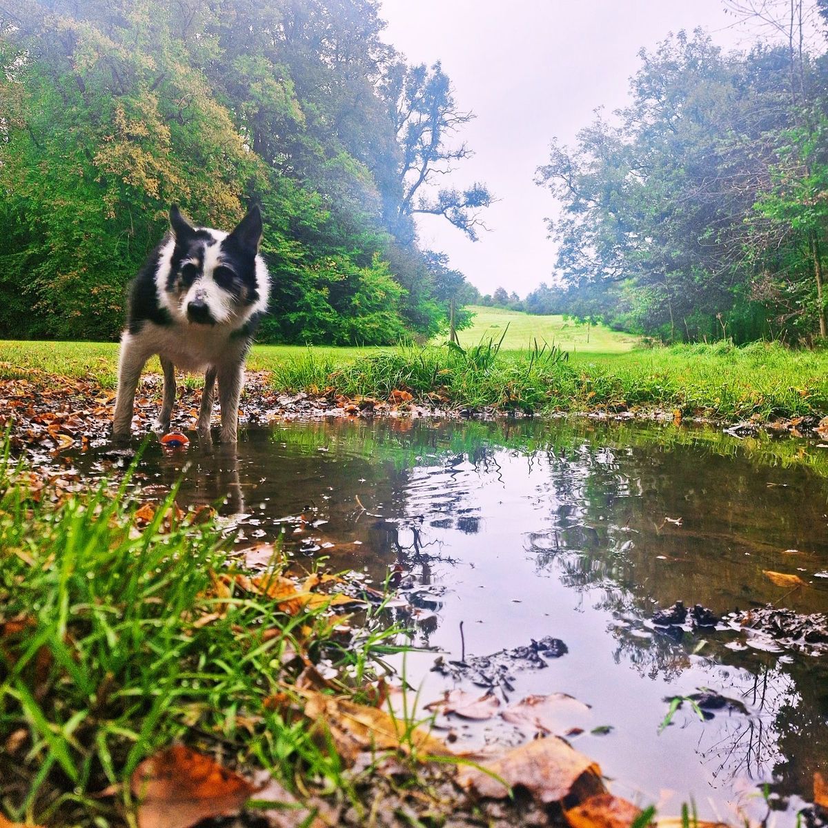 Linn Park Trail Race 