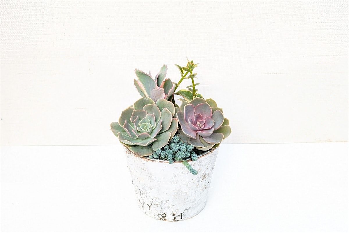 Holiday Hostess Gift: Succulent Workshop