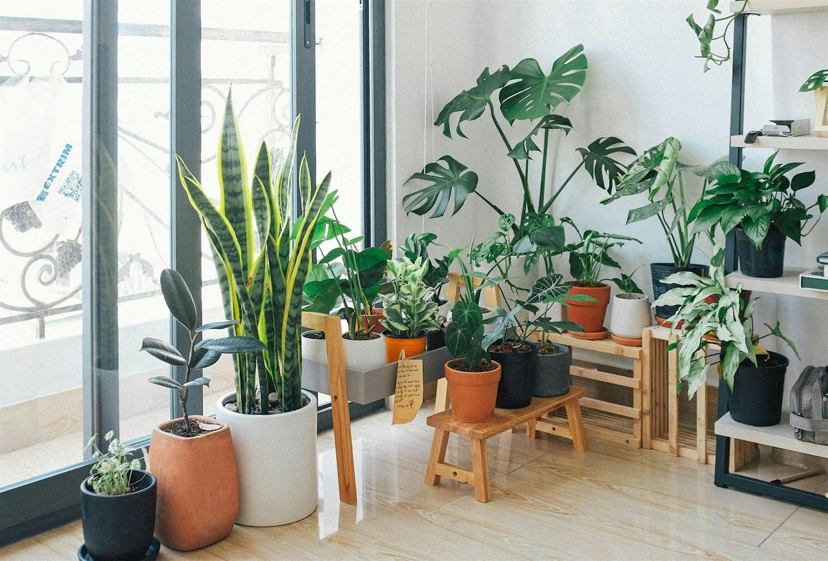 How Not to K*ll Your Houseplants