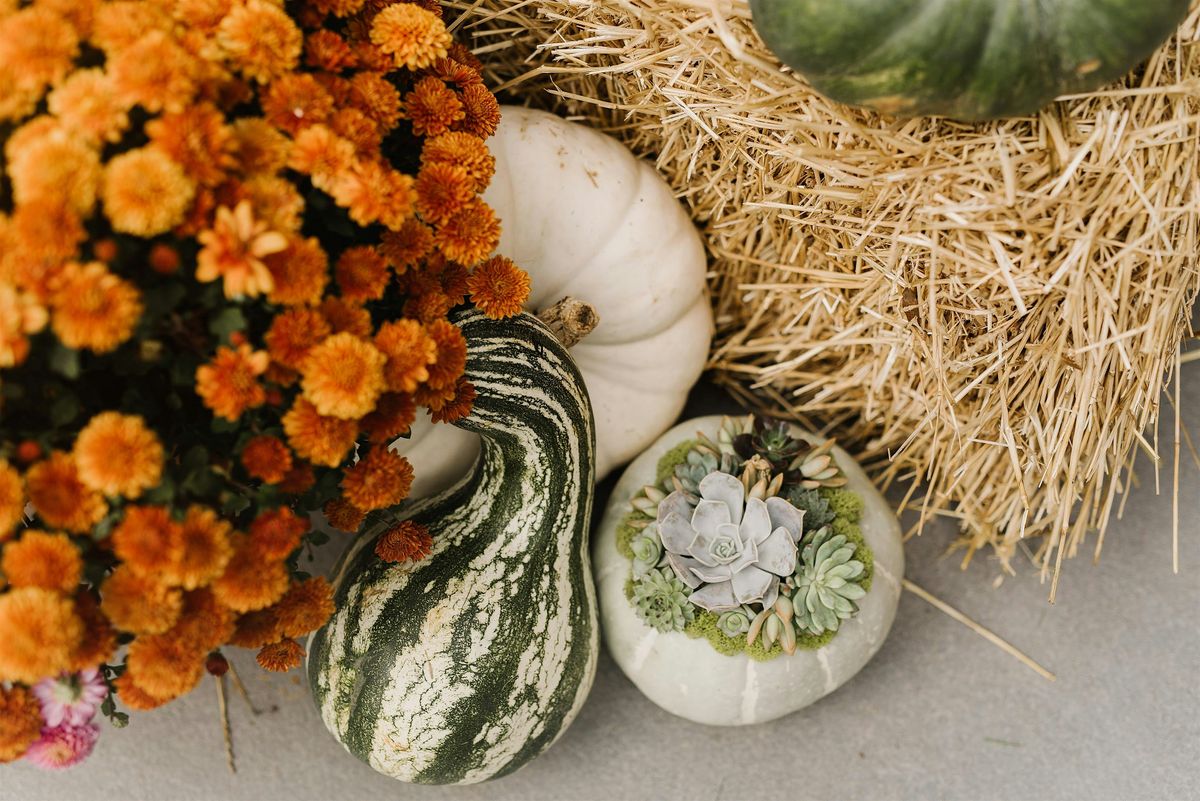 Live Pumpkin Succulent Workshop