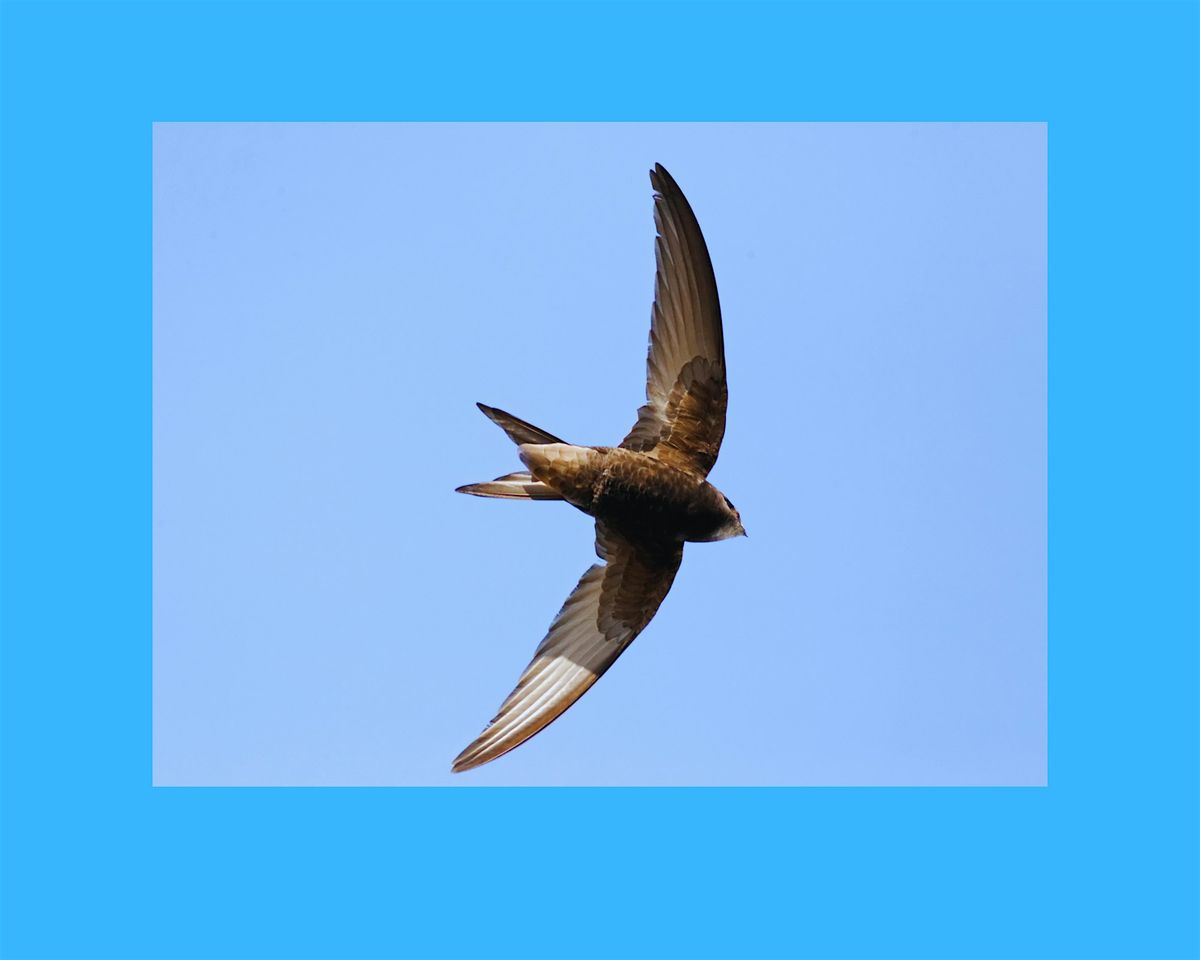 Back to Nature - Swifts in Christchurch