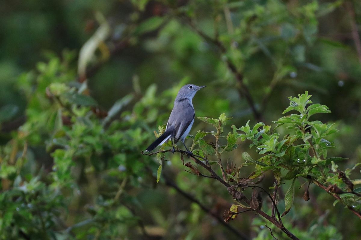 Recording Bird Sounds for Scientific Analysis: Strolling Science