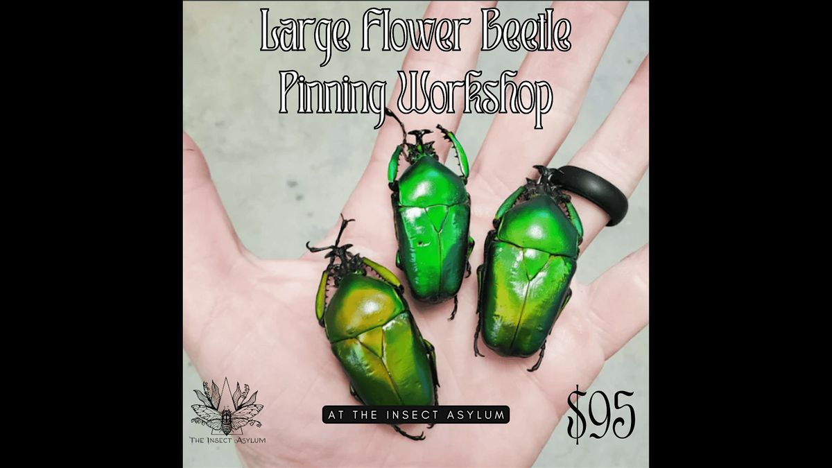 Large Flower Beetle Pinning Workshop