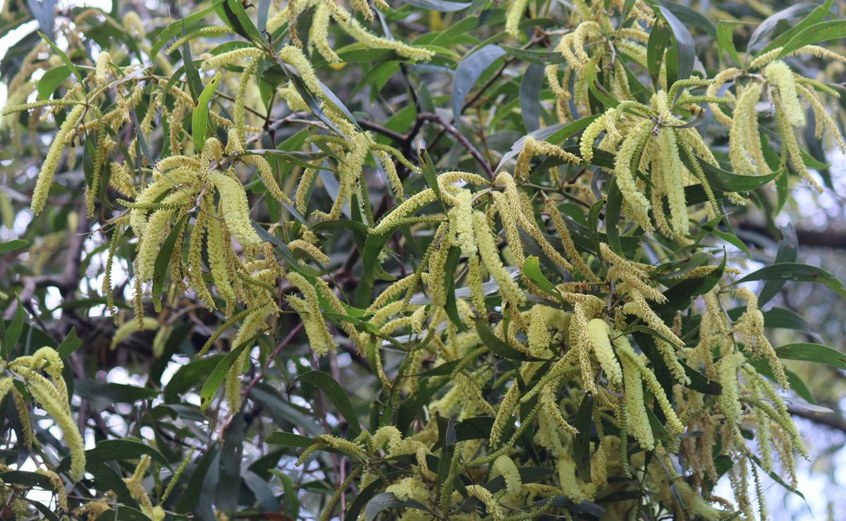 Wattle Masterclass - IndigiScapes Bushcare Group