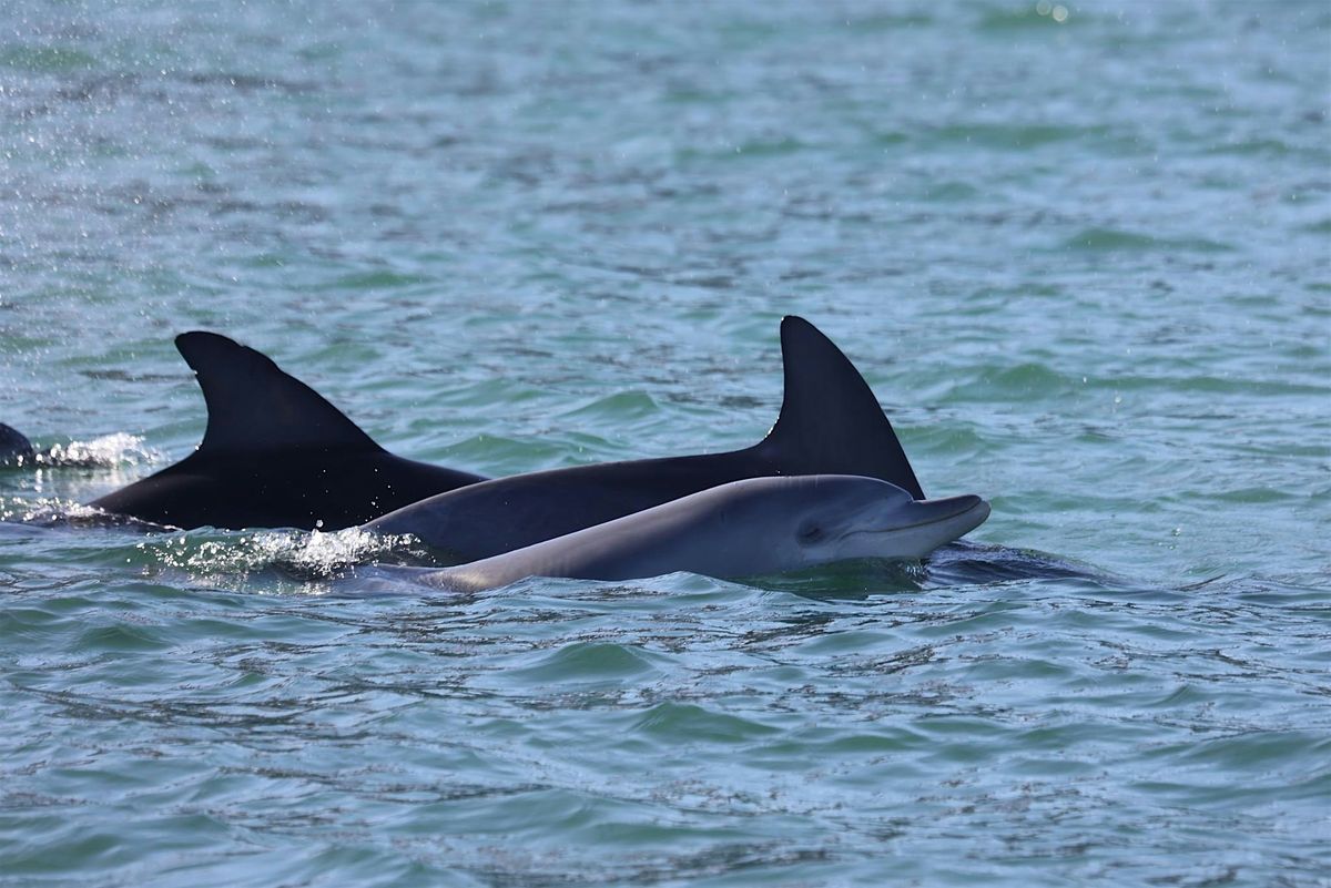 Dolphin Watch Project Training-Perth