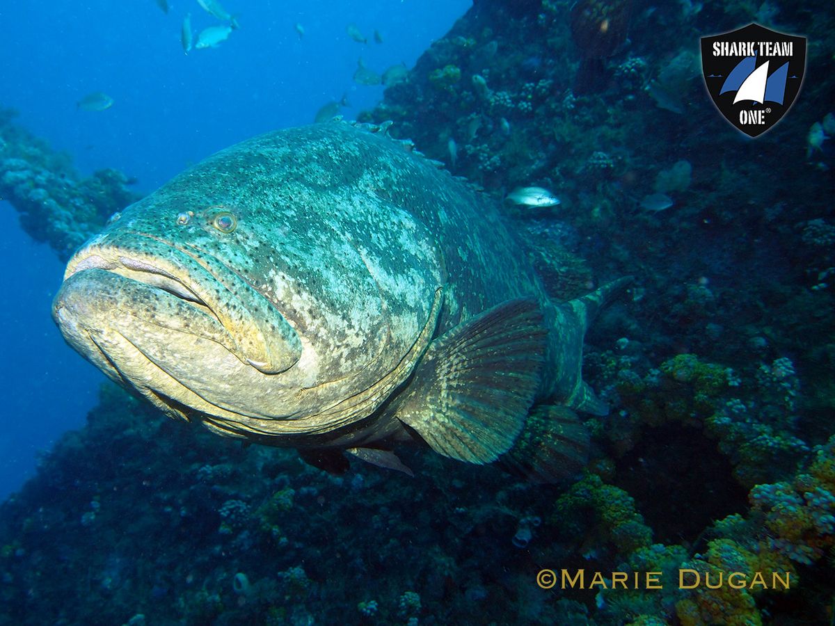 Grouper