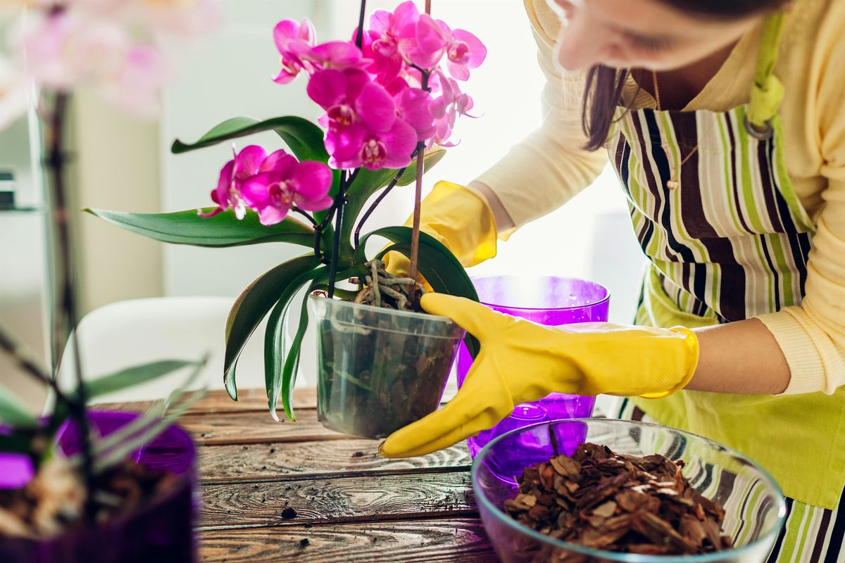 Orchid Care 101: From Novice to Expert