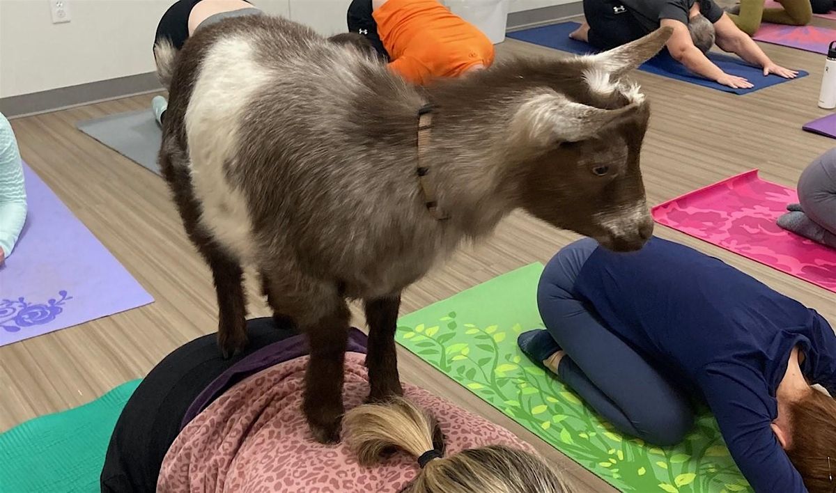 Saturday Stretch & deStress with Goat Yoga