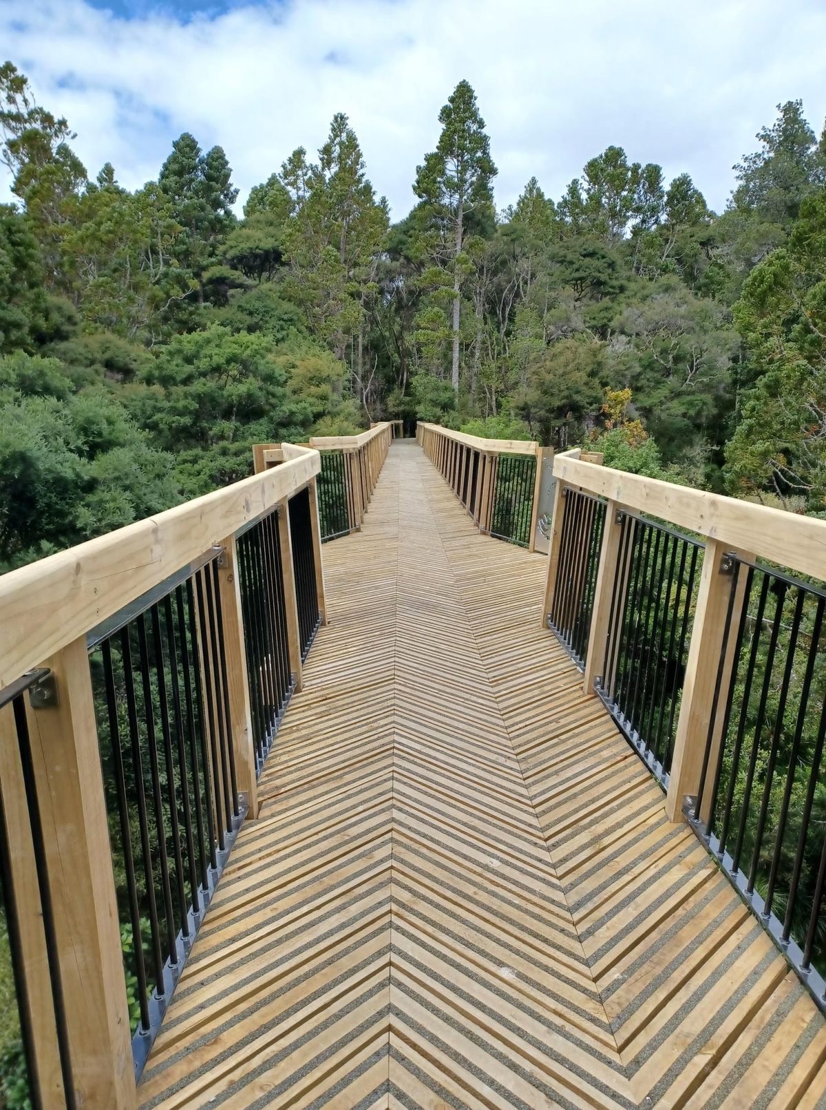Grand opening Kauri Glen Reserve tree-top bridge and track