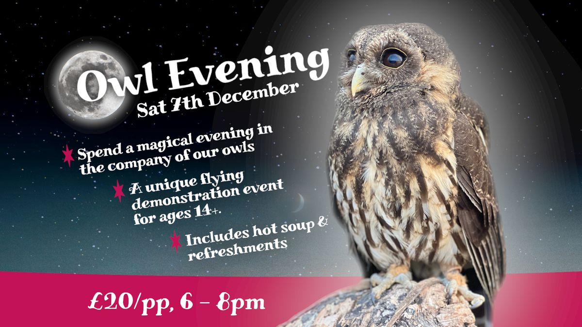 Owl Evening