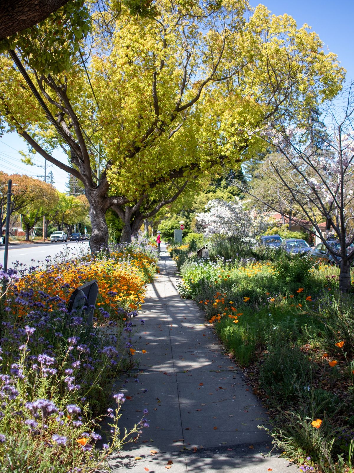 Pollinator Plants Walk & Talk