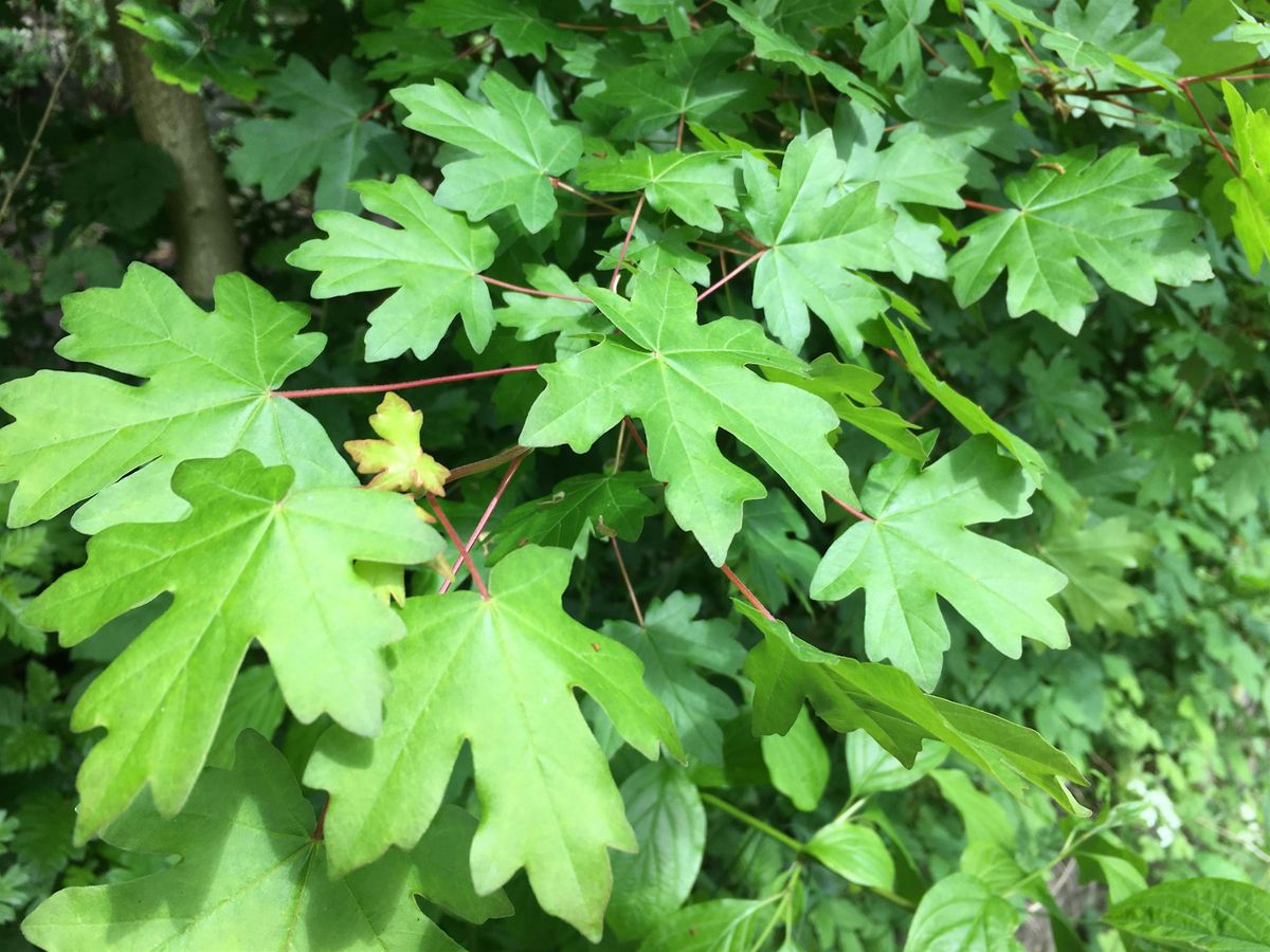 Summer Tree Identification Walk at Great Avon Wood
