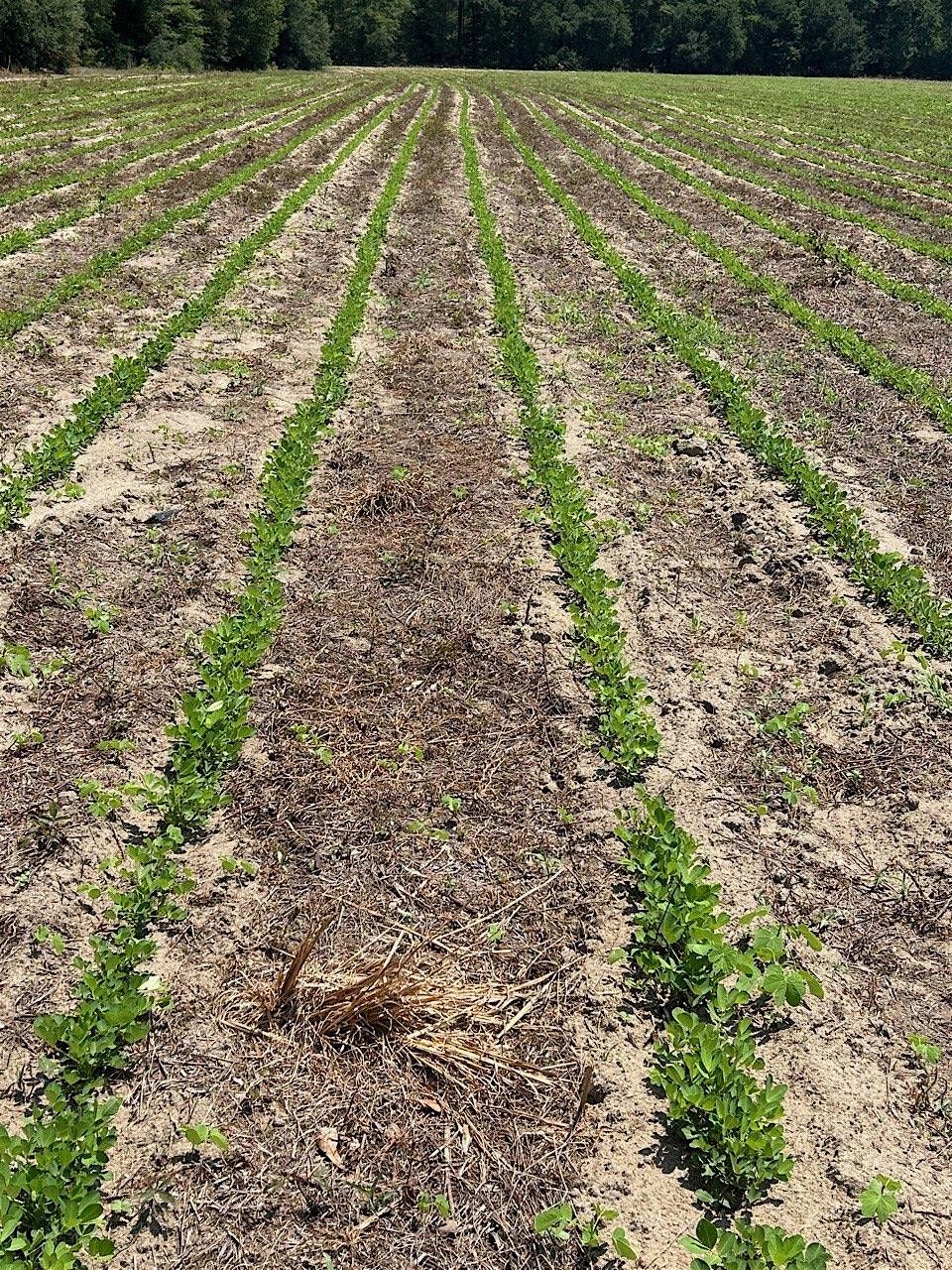 2024 Climate-Smart Peanut Systems Program Training - Florence, SC