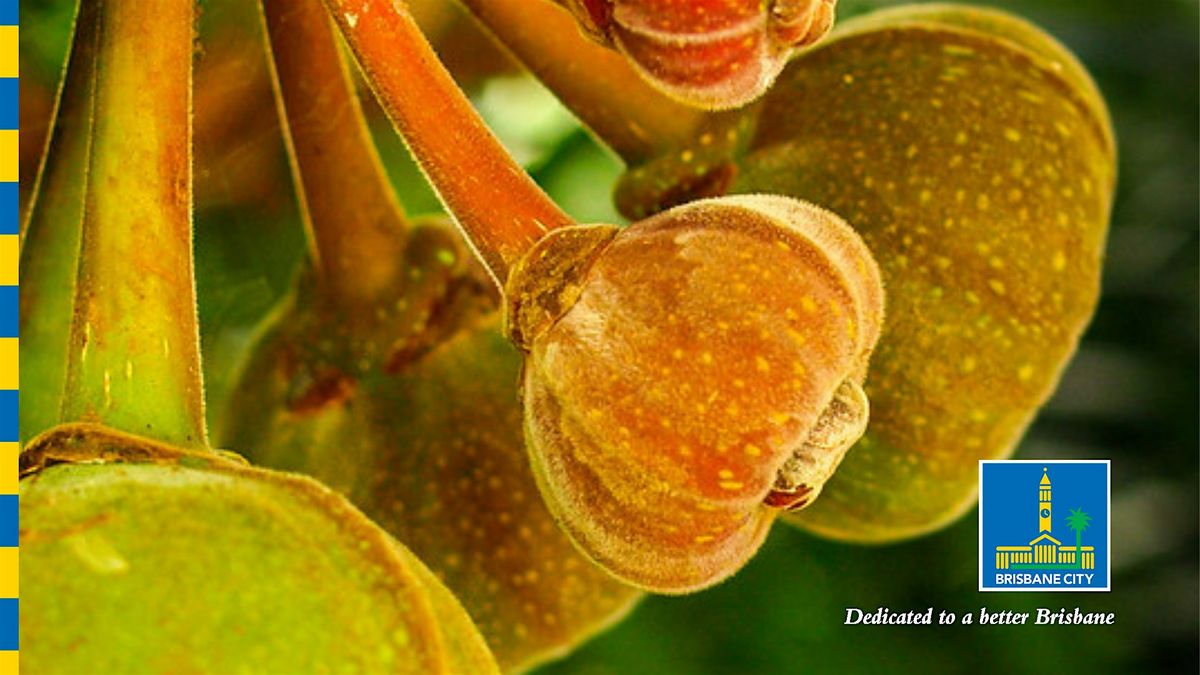 Fantastic Figs - Guided Walk - City Botanic Gardens