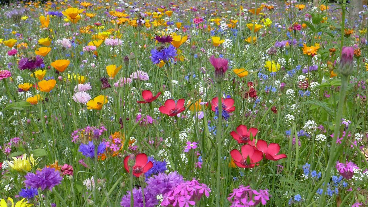 Magic Of Meadow Making | A hands on workshop