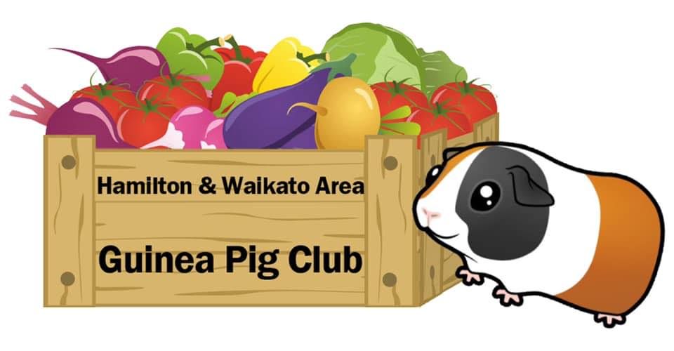Hamilton Waikato Area Guinea Pig club show. 