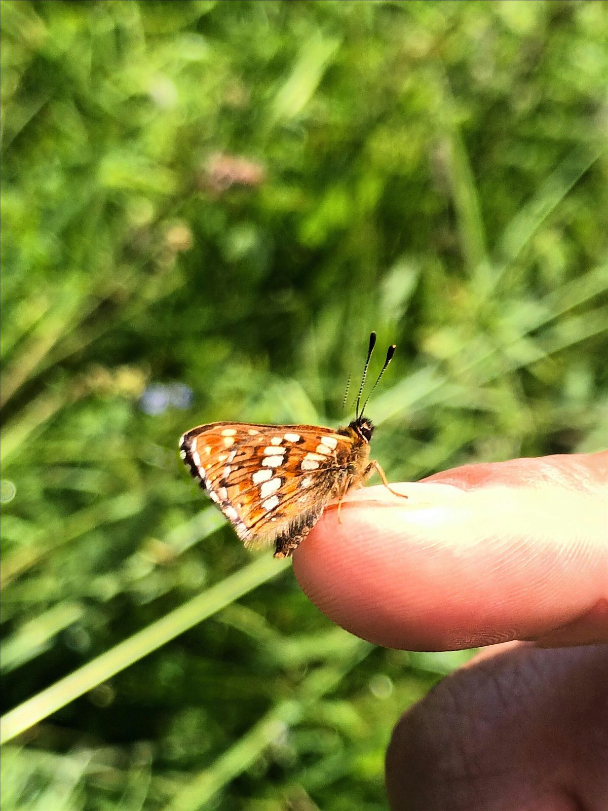 Butterfly Walk