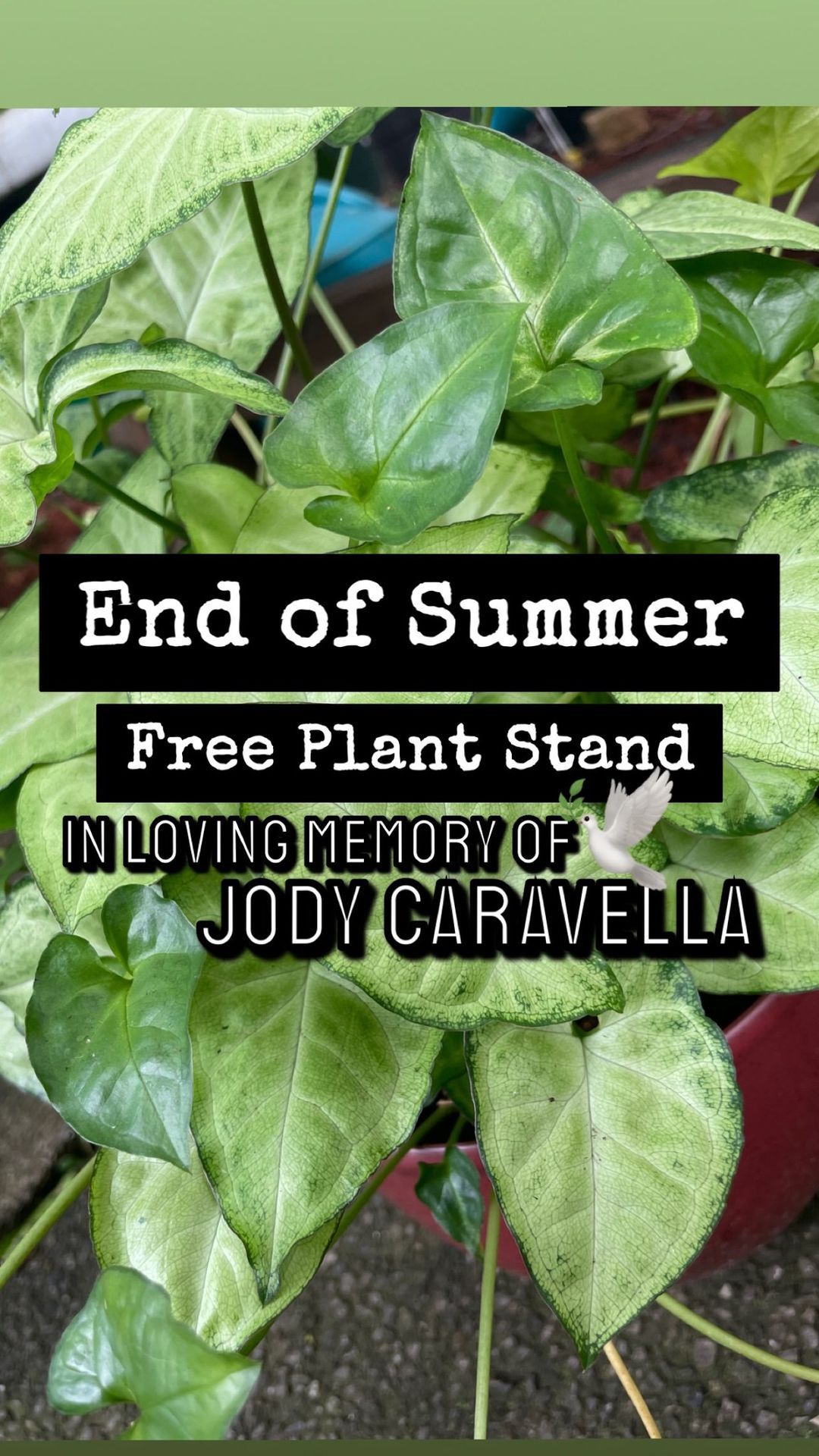 End of Summer \u2018Free\u2019 Plant Stand