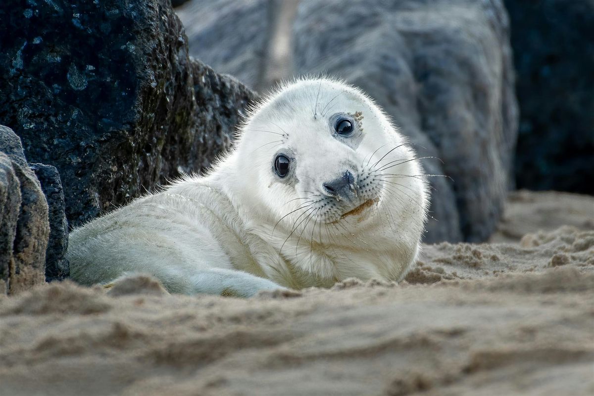 Baby Seals Photography Workshop in Norfolk (plus Geminid meteor shower)