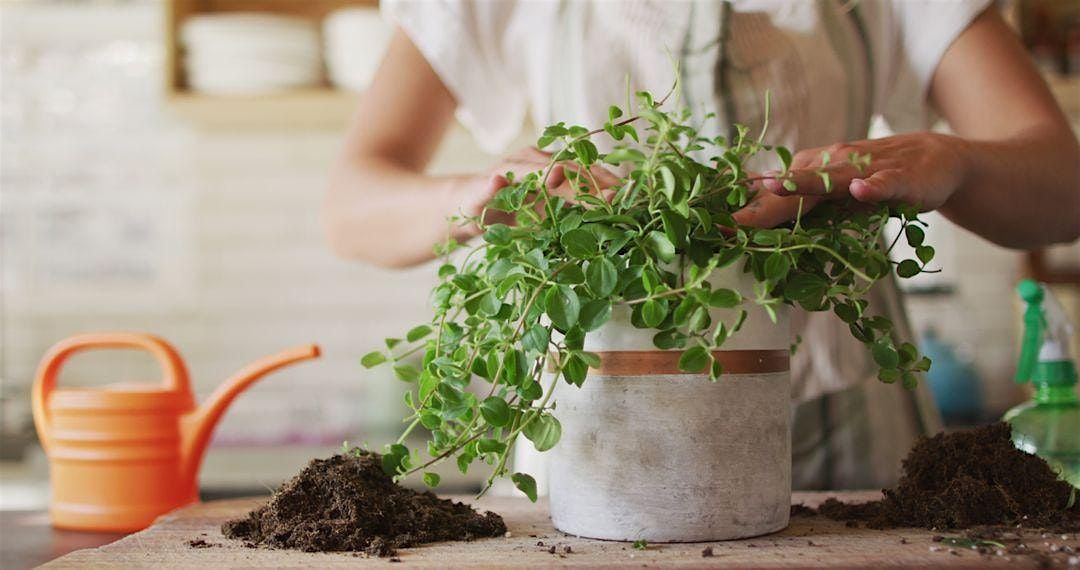 Sundays with Sara: Repotting Houseplants