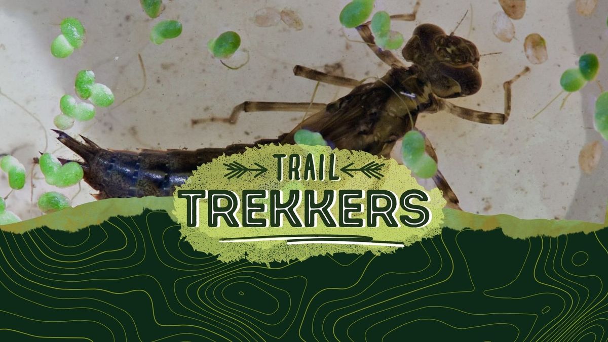 Trail Trekkers: Macroinvertebrates