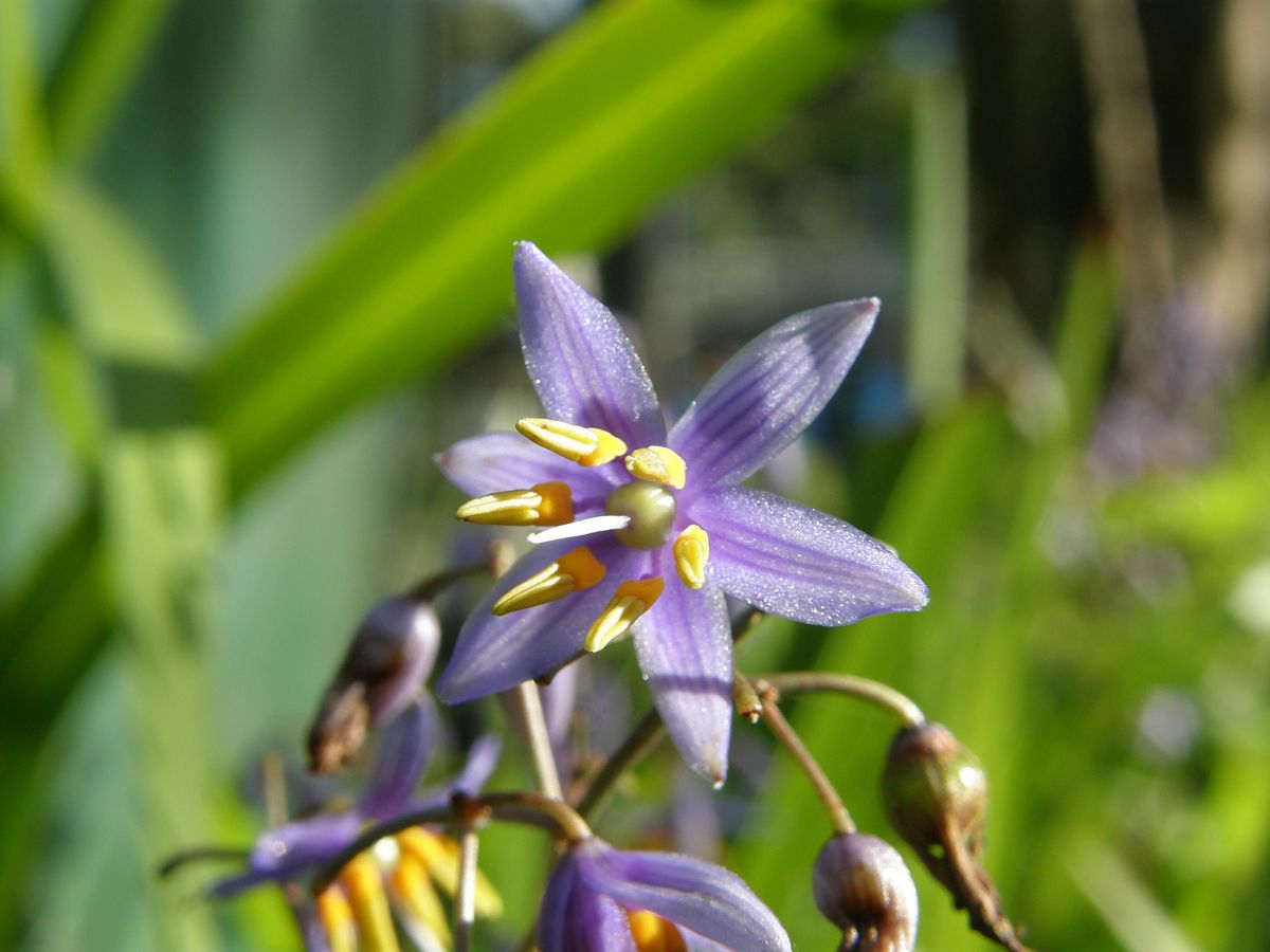 Elizabeth Chaffey Bushcare Group (3rd Sunday of the month 1pm -4pm)