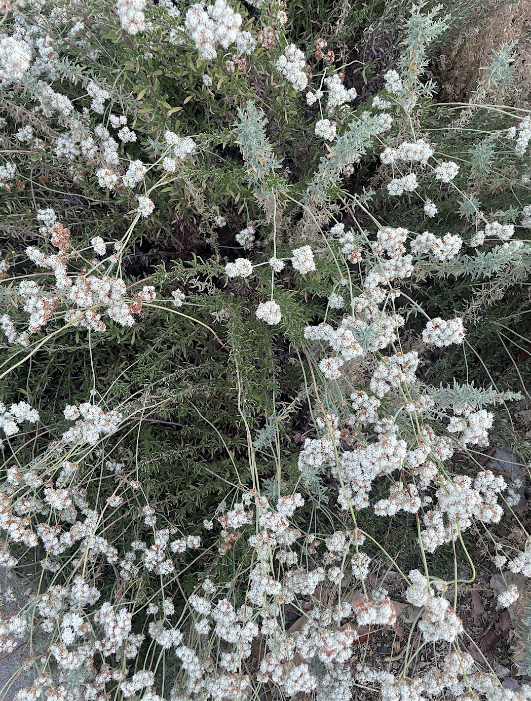 Intro to Native Plants