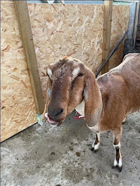 Goat Milking Induction