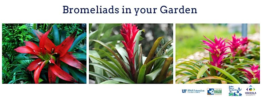 Bromeliads in Your Garden   - Thursday, October 10,  at 2:00 pm