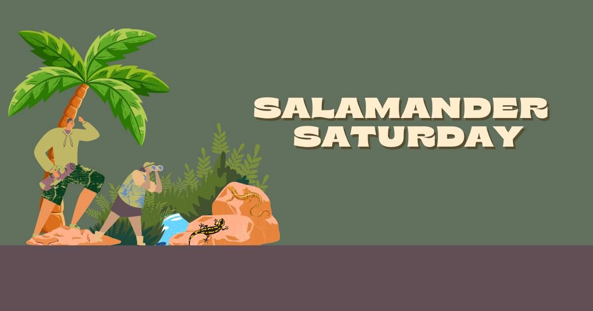 Salamander Saturday