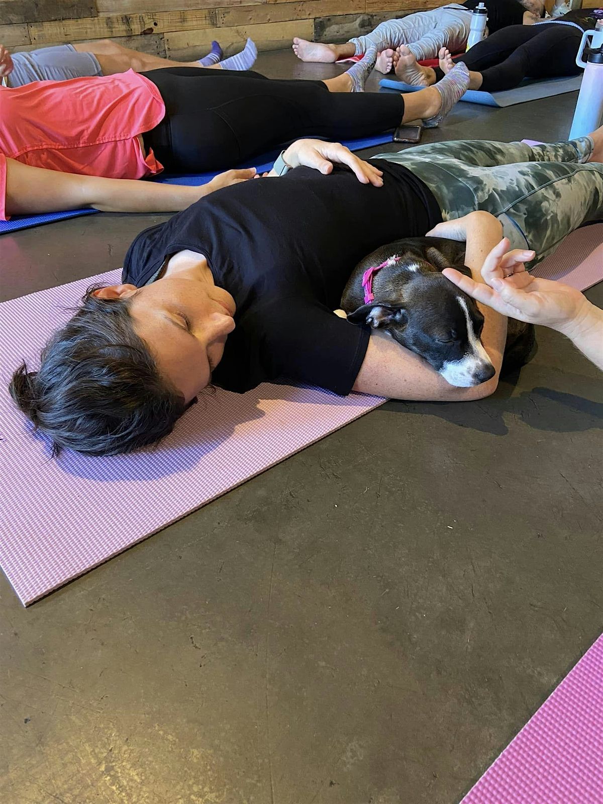 DNYP - Pups and Poses at Free To Be Yoga!