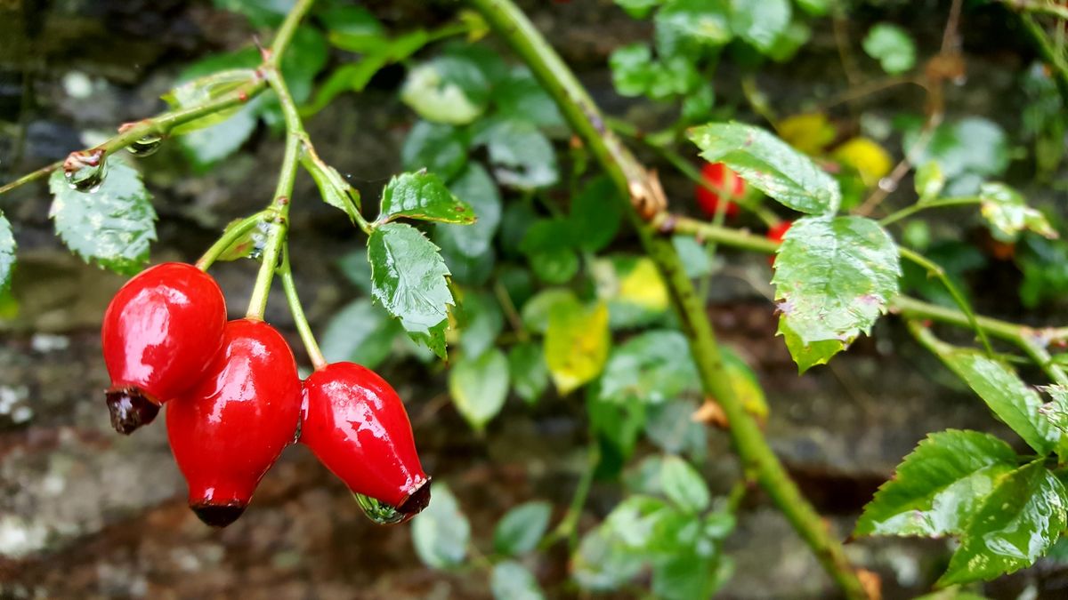 Hedgerow, Meadow & Woodland Foraging Walk 