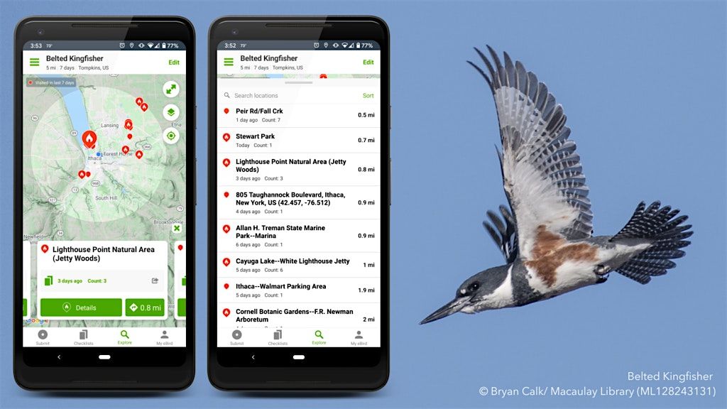 Beginner eBird in the Park