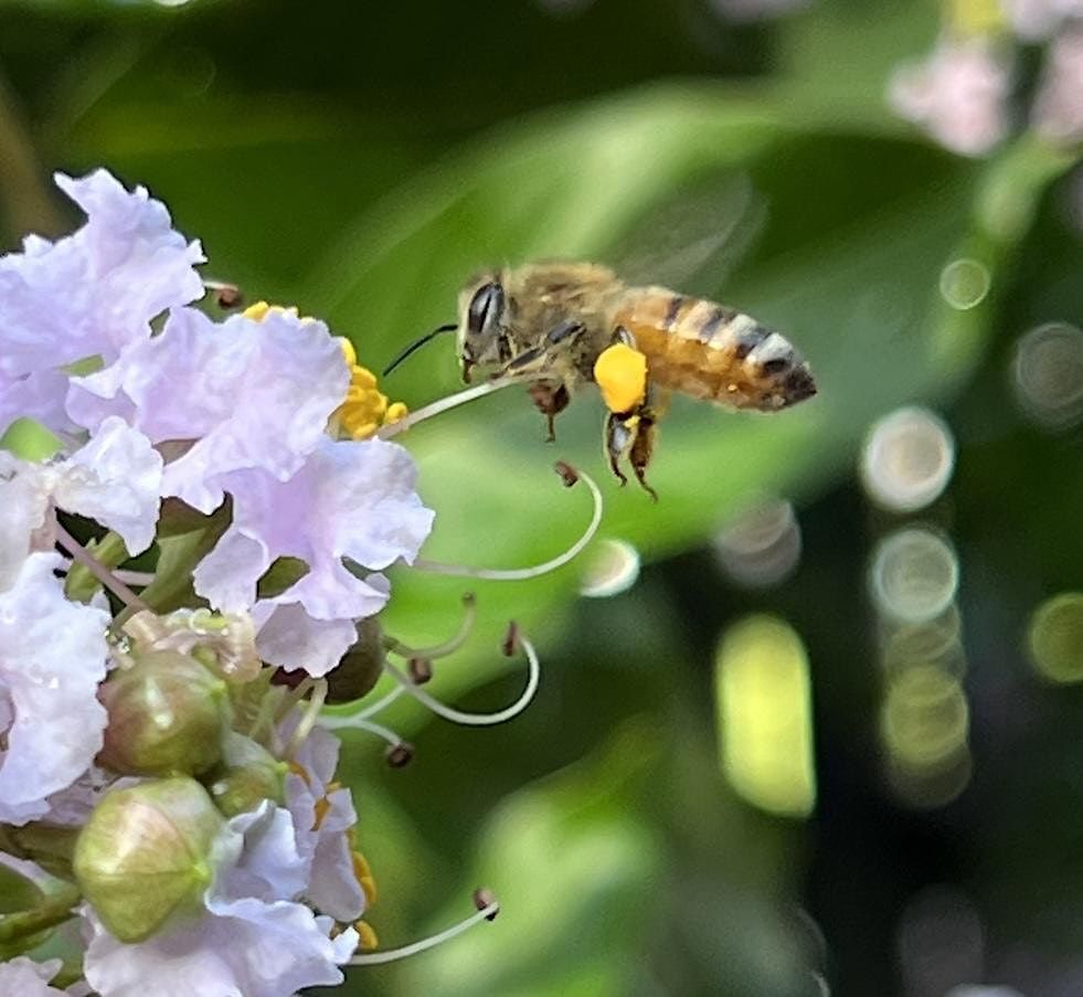 Bee Parade 2023 National Honey Bee Day, UF/IFAS Extension Brevard County Facility ...