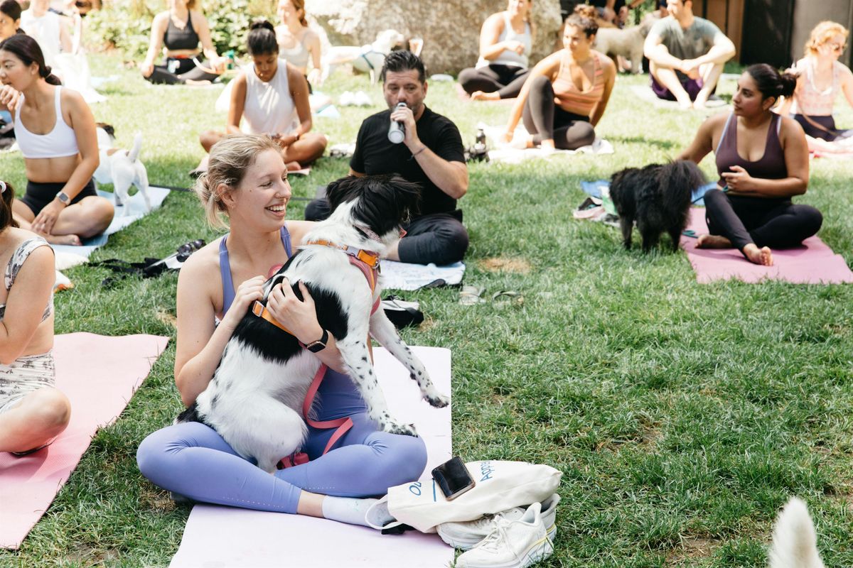 Dog Yoga at The Rocks