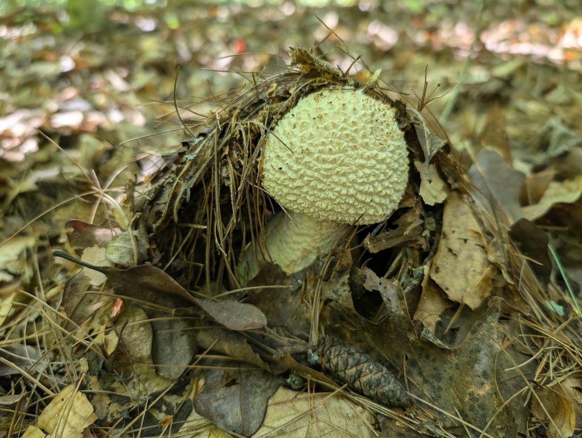 Autumn Walk at Fernbrook Preserve