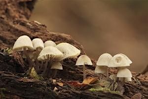 Fungi Identification for Improvers